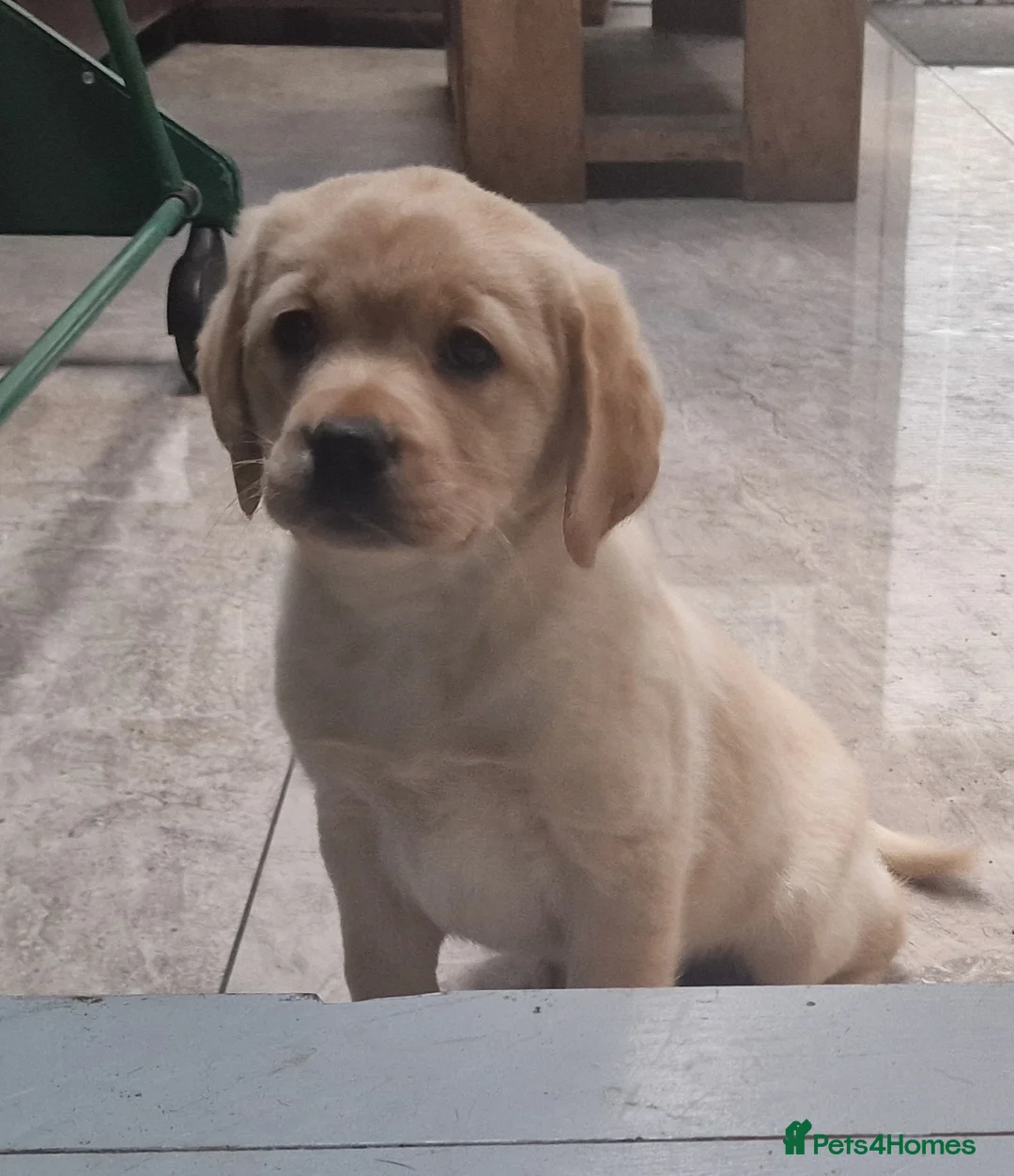 Labrador Retriever dogs for sale: Labrador very cute and playful puppies  - Advert 18