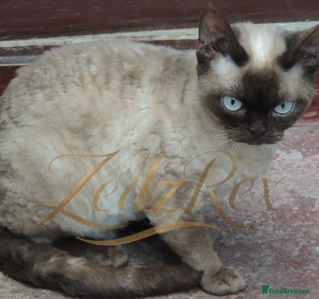 Devon Rex cats for sale: Loving home wanted for retired breeding queen - Advert 1