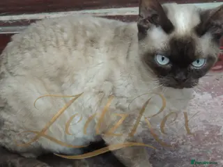 Devon Rex cats Loving home wanted for retired breeding queen - Advert 2