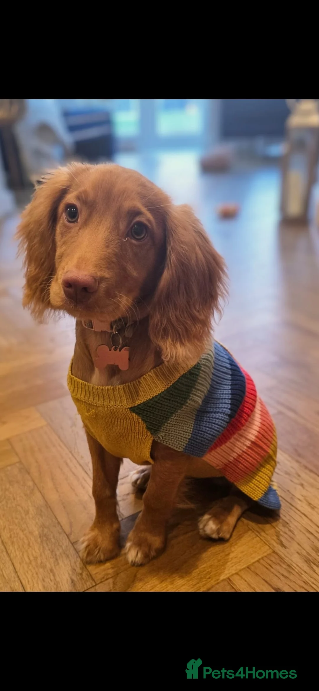 Cocker Spaniel dogs for sale: Rosie in Wigan - Advert 1