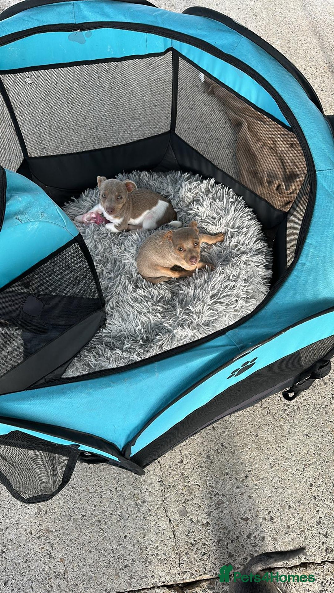 Jack Russell dogs for sale: Miniature Jack Russel puppies very very small  - Image 5