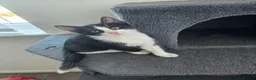 Mixed Breed cats for sale: 1 female kitten  - Advert 4