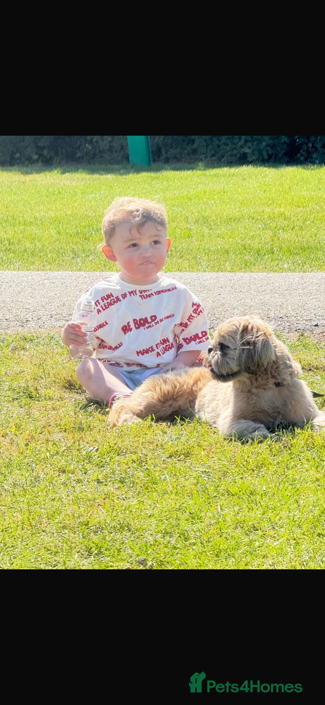 Shih Tzu dogs for stud:  half imperial Shih Tzu liver chocolatee - Advert 2
