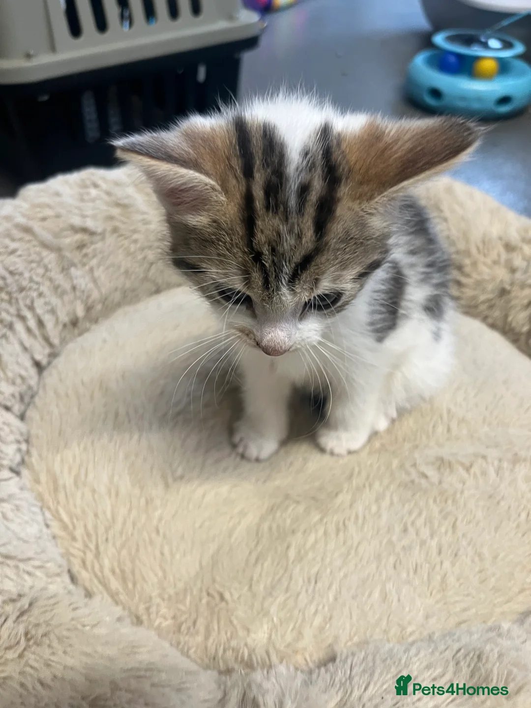 Mixed Breed cats for sale: Stunning 8 week old Mixed Breed Female kittens - Advert 11