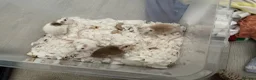 Mouse rodents for sale: 5 female mice with cage set up  - Advert 4