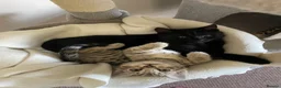 Bengal cats for sale: Bengal cross  - Advert 2