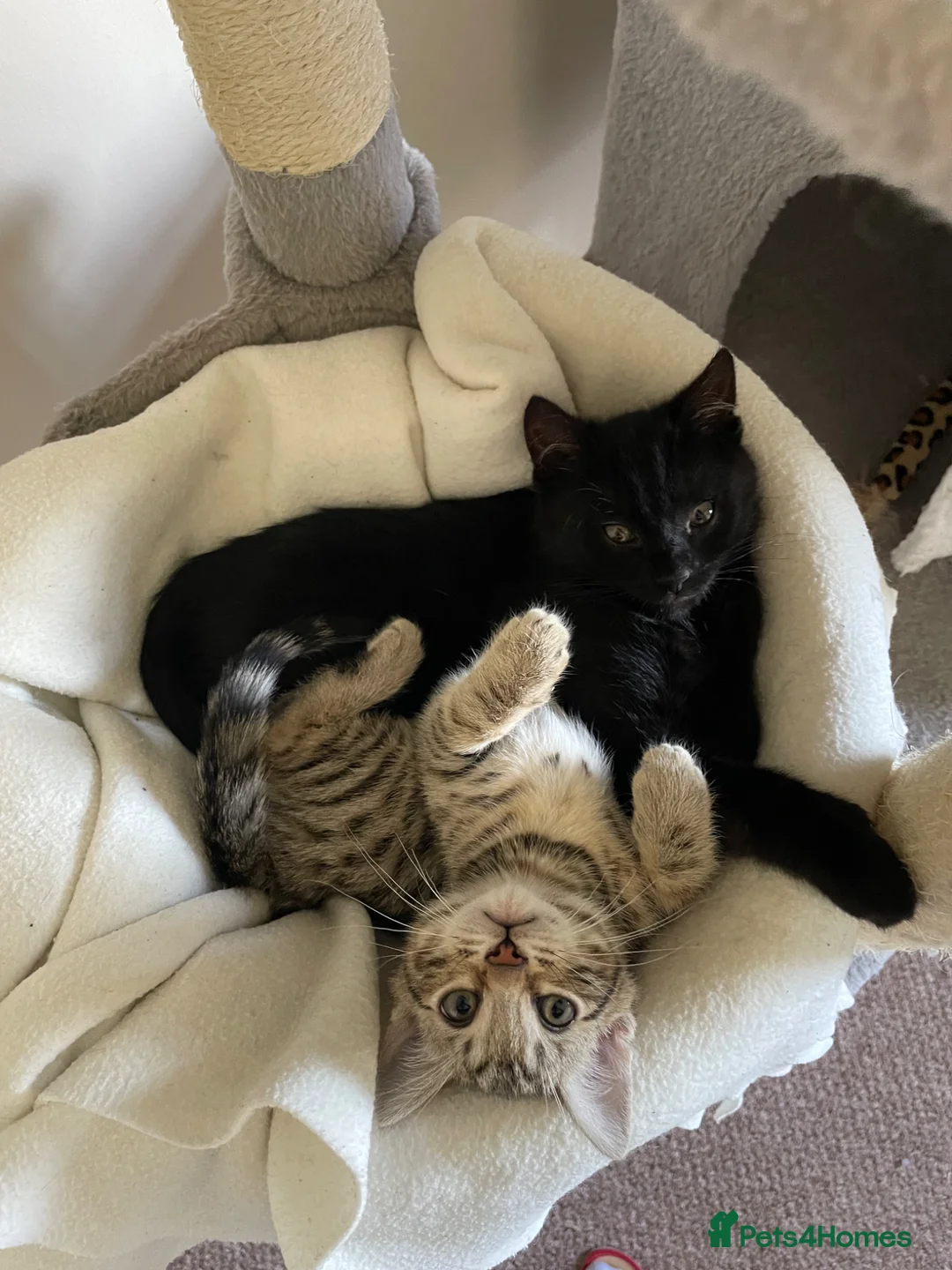 Bengal cats for sale: Bengal cross  - Advert 2