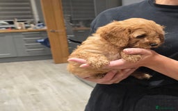 Cavapoochon dogs for sale: Light fox red Cavapoochon puppies - Image 18