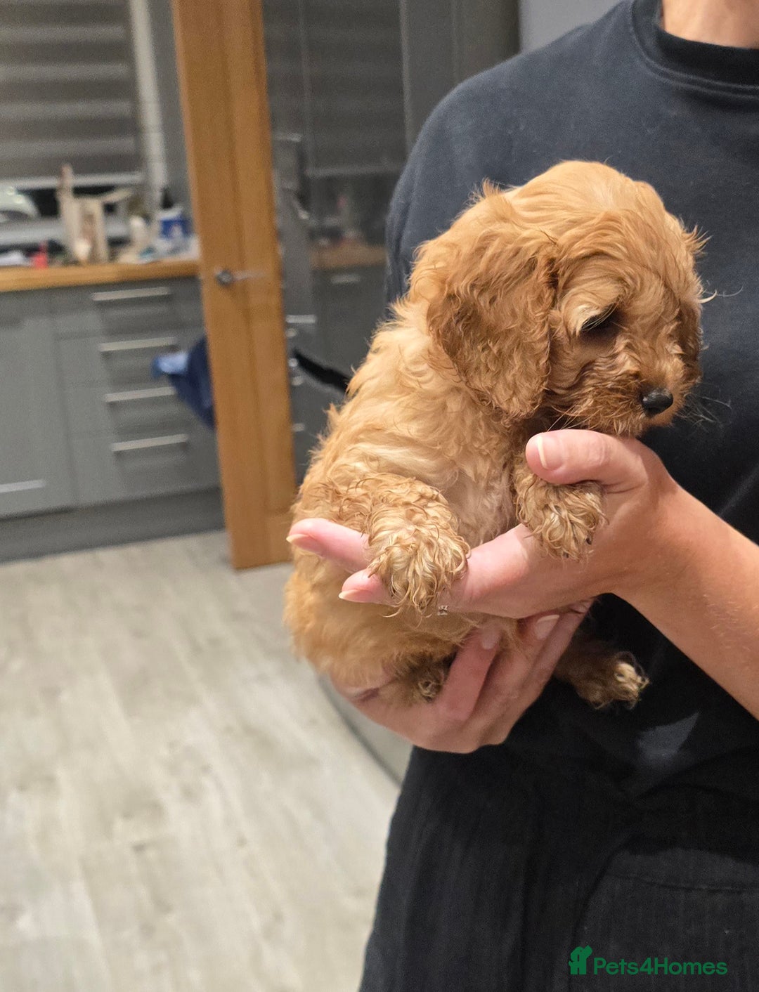 Cavapoochon dogs for sale: Light fox red Cavapoochon puppies - Image 18
