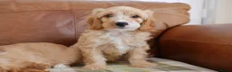 Cavapoo dogs for sale: Well bred Health Tested F1 Cavapoo Puppies - Advert 4
