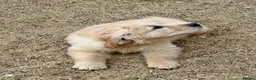 Golden Retriever dogs for sale: Stunning golden retriever puppies  - Advert 10