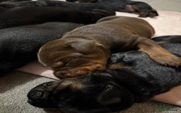 Dobermann dogs for sale: Stunning Top/Best Bloodline Dobermanns For Sale* - Advert 34
