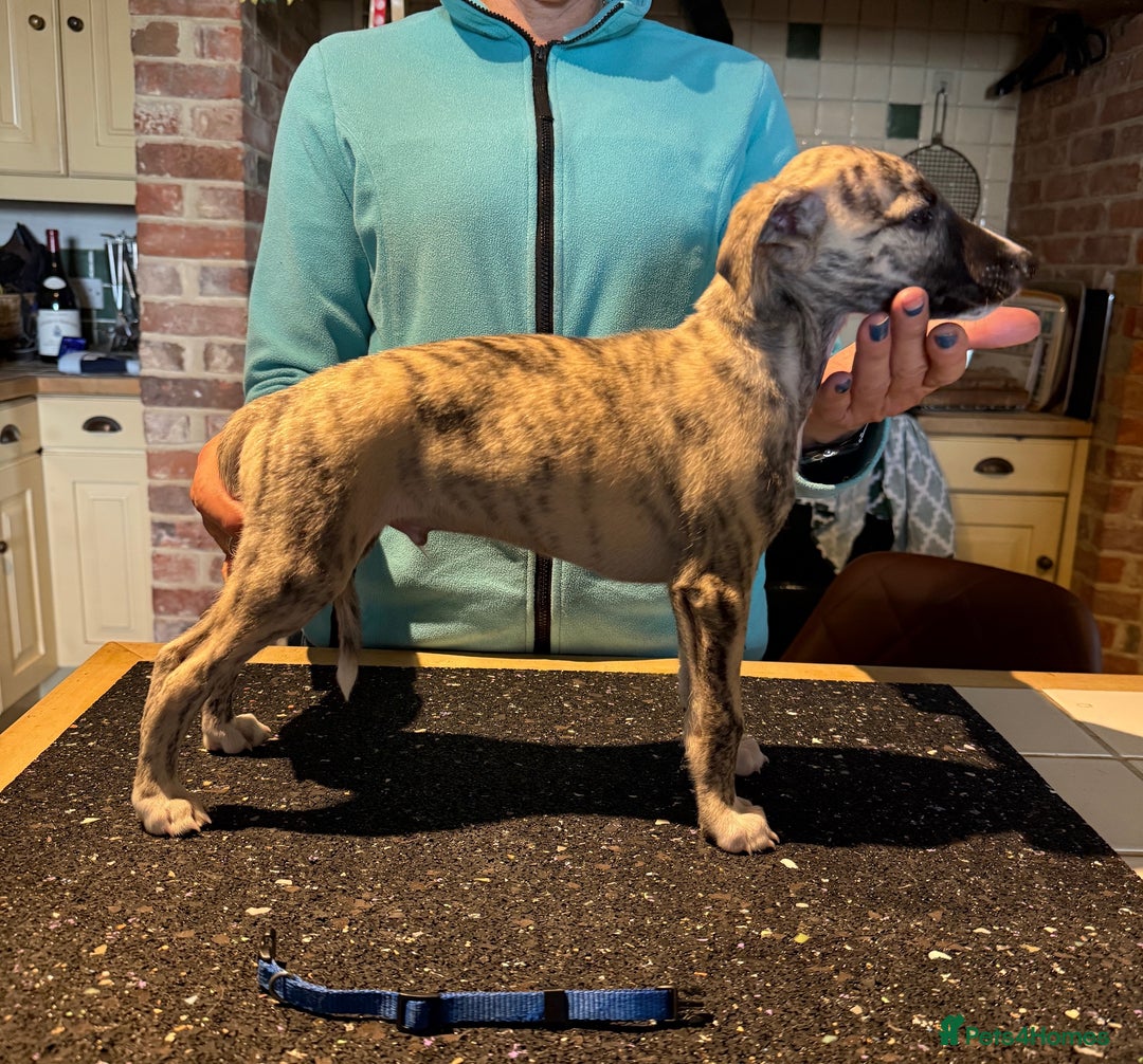 Whippet dogs for sale: 2 Super Smart Whippet boys available - Image 4