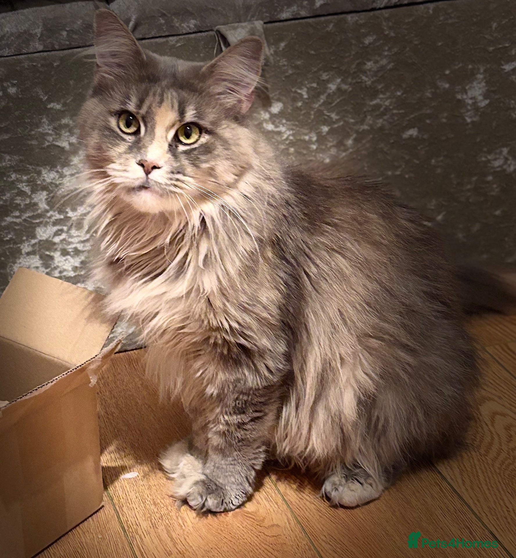 Maine Coon cats for sale: Blue Smoke Tortie Maine Coon Female - Advert 1