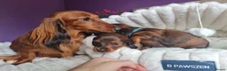 Miniature Dachshund dogs for sale: 4 dapple 2 shaded red Lh puppies,Pra clear - Advert 18