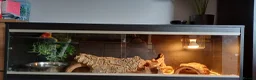 Python Snake reptiles for sale: Ball python with full set up in Leicester - Advert 4