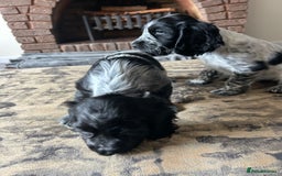 Cocker Spaniel dogs for sale: Blue roan cocker spaniels ready 17th September - Image 26