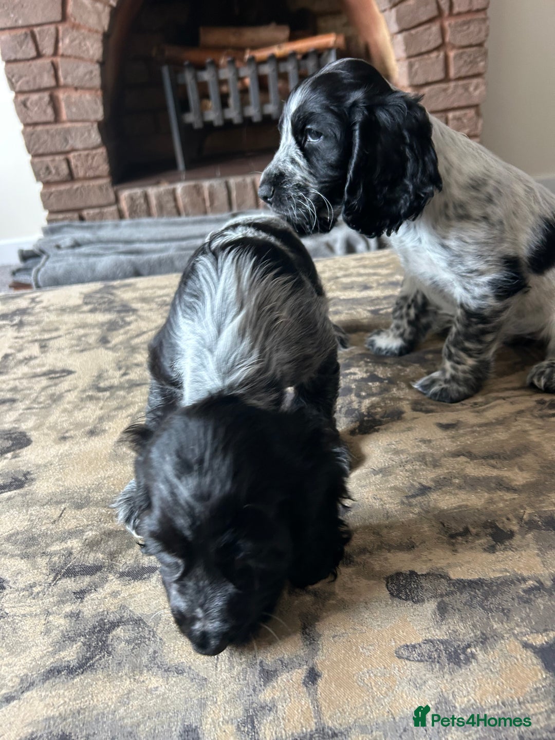 Cocker Spaniel dogs for sale: Blue roan cocker spaniels ready 17th September - Image 26