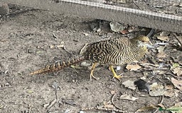 Mixed Breed birds for sale: Golden Pheasant Juveniles – Hatched 31 May 2025 - Image 4