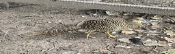 Mixed Breed birds for sale: Golden Pheasant Juveniles – Hatched 31 May 2025 - Advert 4