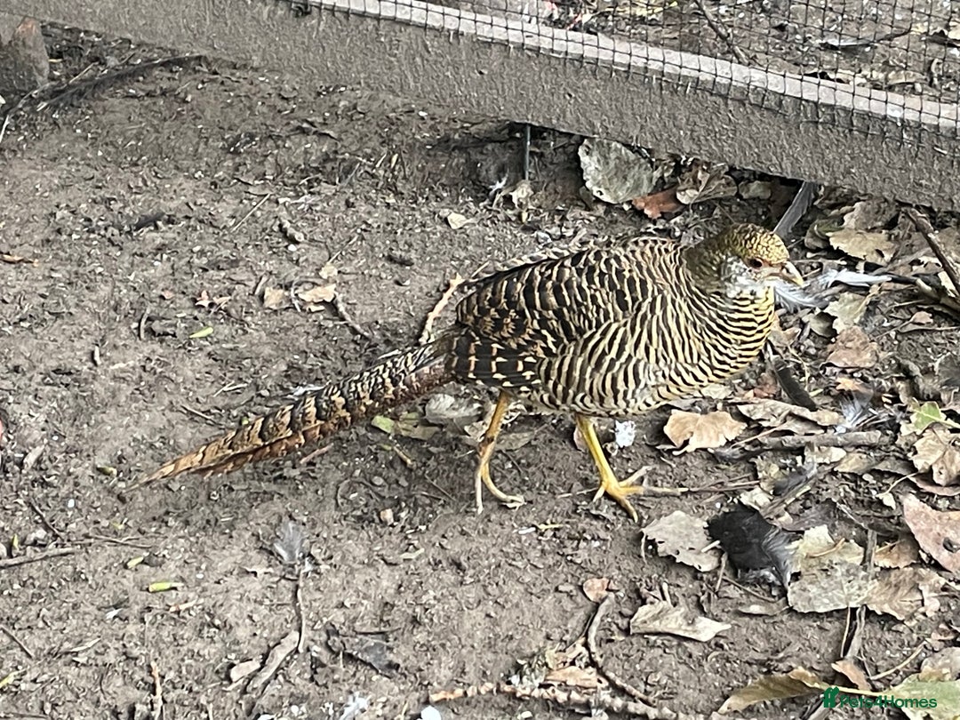 Mixed Breed birds for sale: Golden Pheasant Juveniles – Hatched 31 May 2025 - Image 4