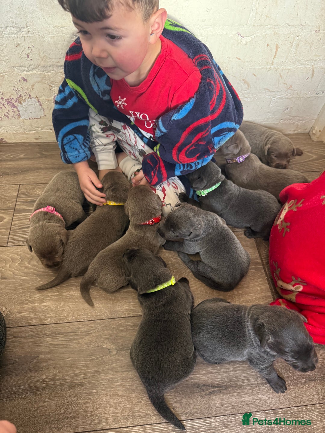 Labrador Retriever dogs for sale: Stunning silver / charcoal puppies - Image 2