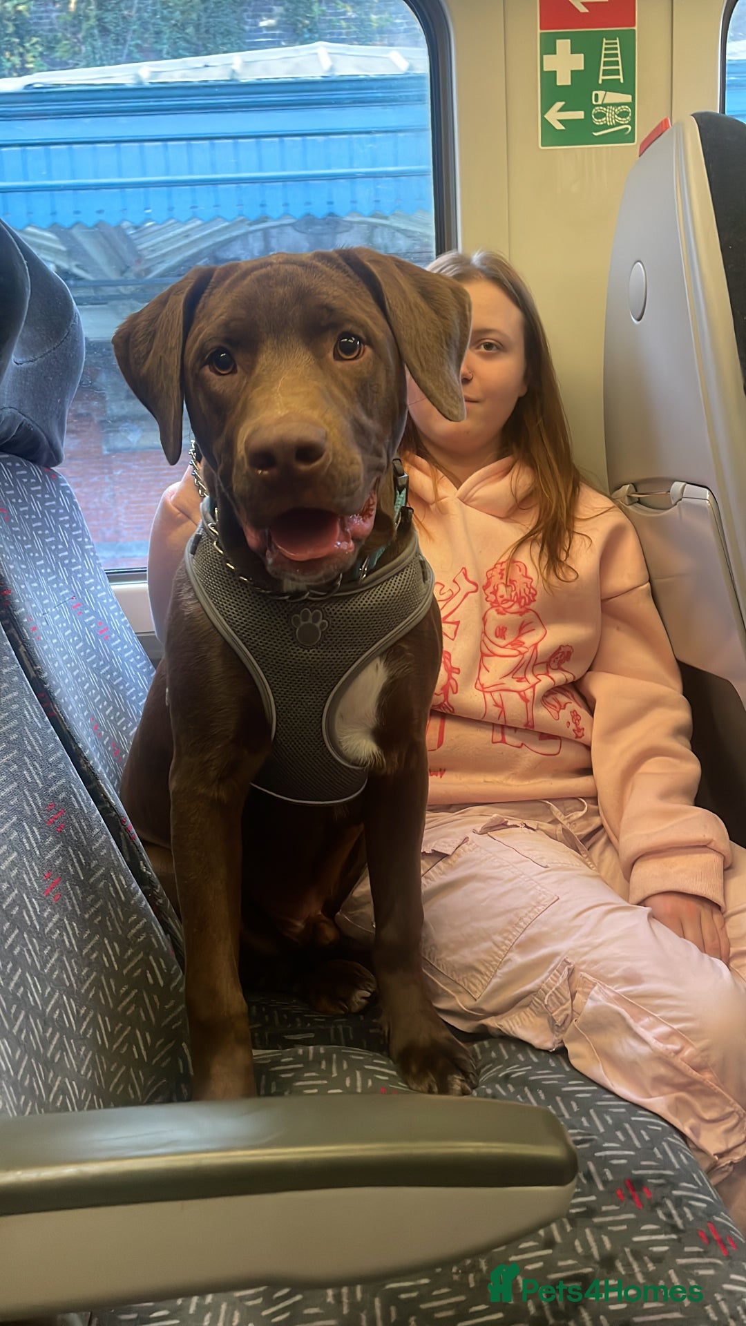 Mixed Breed dogs for sale: Chocolate lab mix- Rocco - Image 3