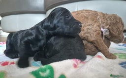 Sproodle dogs for sale: Stunning red and black sproodles rare red colour  - Image 3