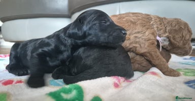Sproodle dogs - Advert 2
