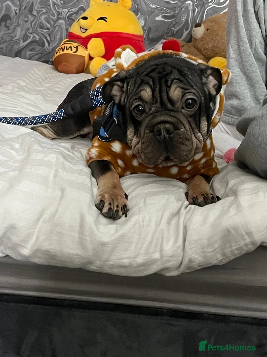 Mixed Breed dogs for sale: 2 year old Vinny  - Advert 6