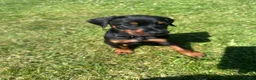 Dobermann dogs for sale: Champion Bloodline Doberman Puppies - Advert 7