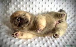 Chow Chow dogs for sale: Quality chow chow pups - Image 8
