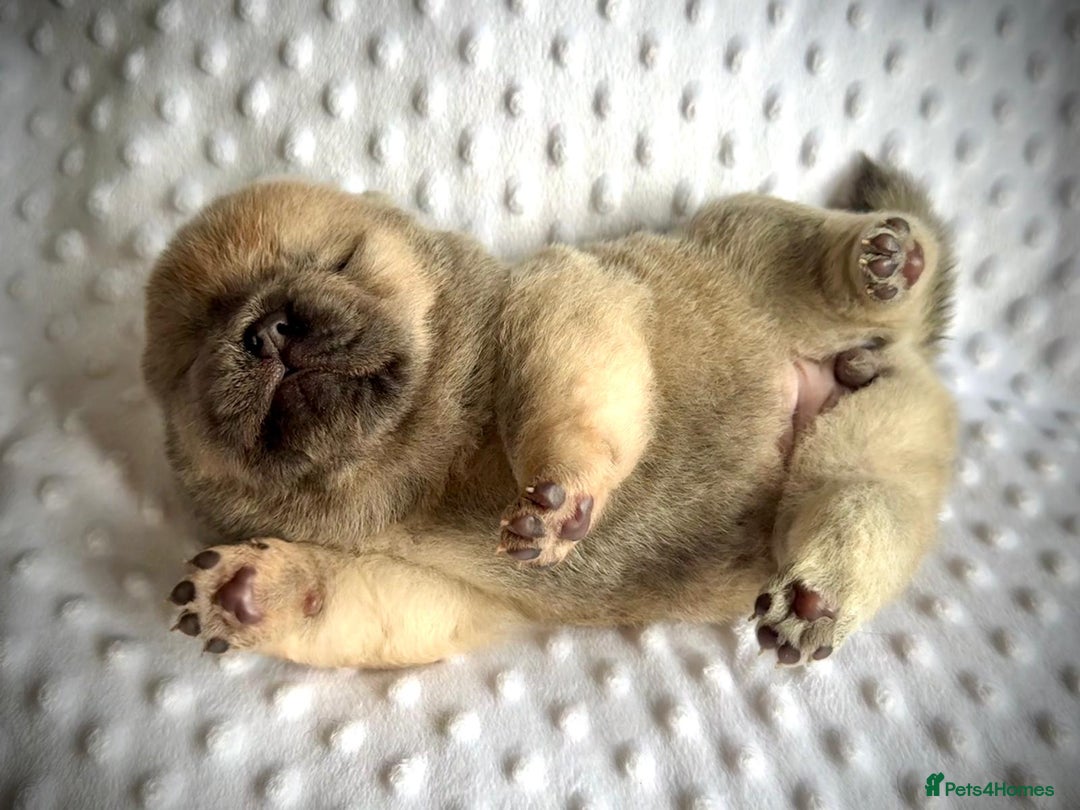 Chow Chow dogs for sale: Quality chow chow pups - Image 8