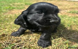 Cocker Spaniel dogs for sale: Outstanding quality show cockers  - Image 3