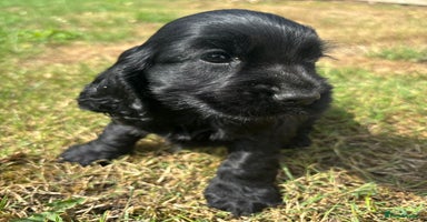 Cocker Spaniel dogs - Advert 7