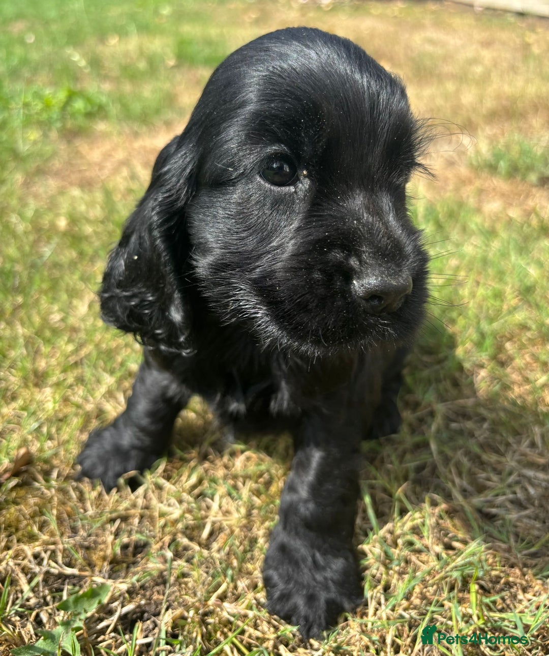 Cocker Spaniel dogs for sale: Outstanding quality show cockers  - Image 3