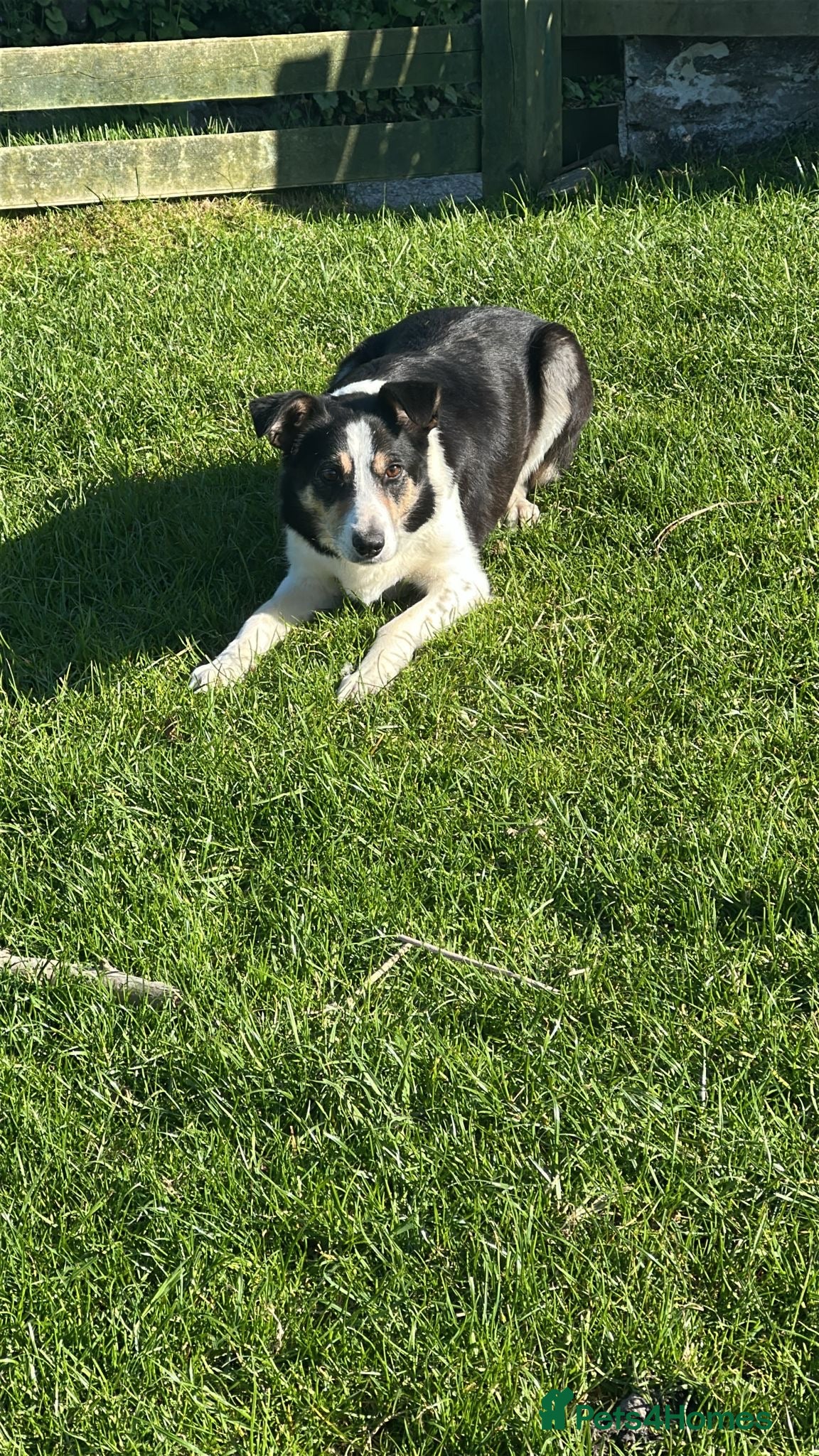 Border Collie dogs Border collie pups from working farm  - Advert 1