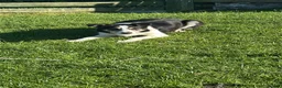 Border Collie dogs for sale: Border collie pups from working farm  - Advert 1