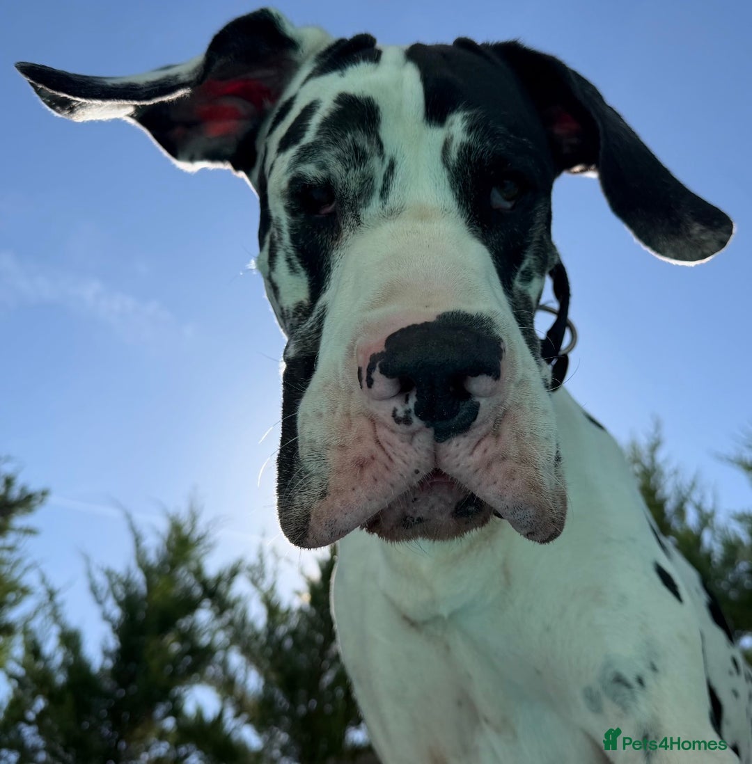 Great Dane dogs for stud: Karl the Great Dane for stud  in London - Advert 3
