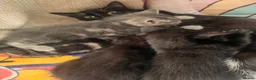 Mixed Breed cats for sale: 4 kittens  - Advert 10