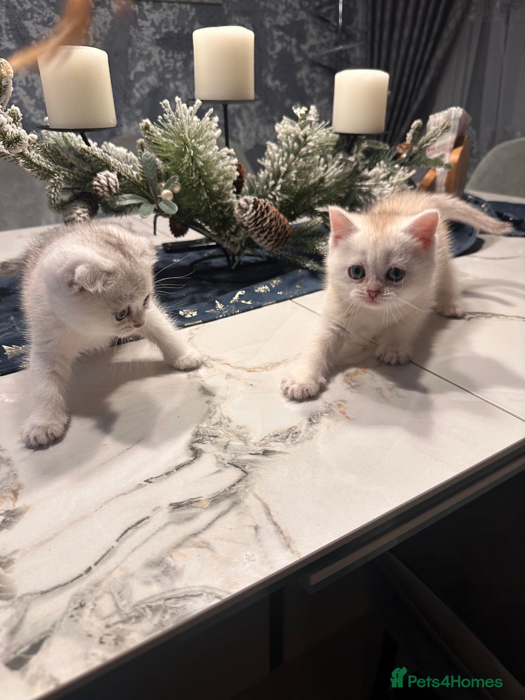 Scottish Fold cats for sale: Adorable Scottish Fold/Straight kittens  - Advert 3
