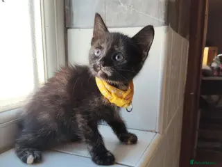 Mixed Breed cats Little Kittens - Advert 2