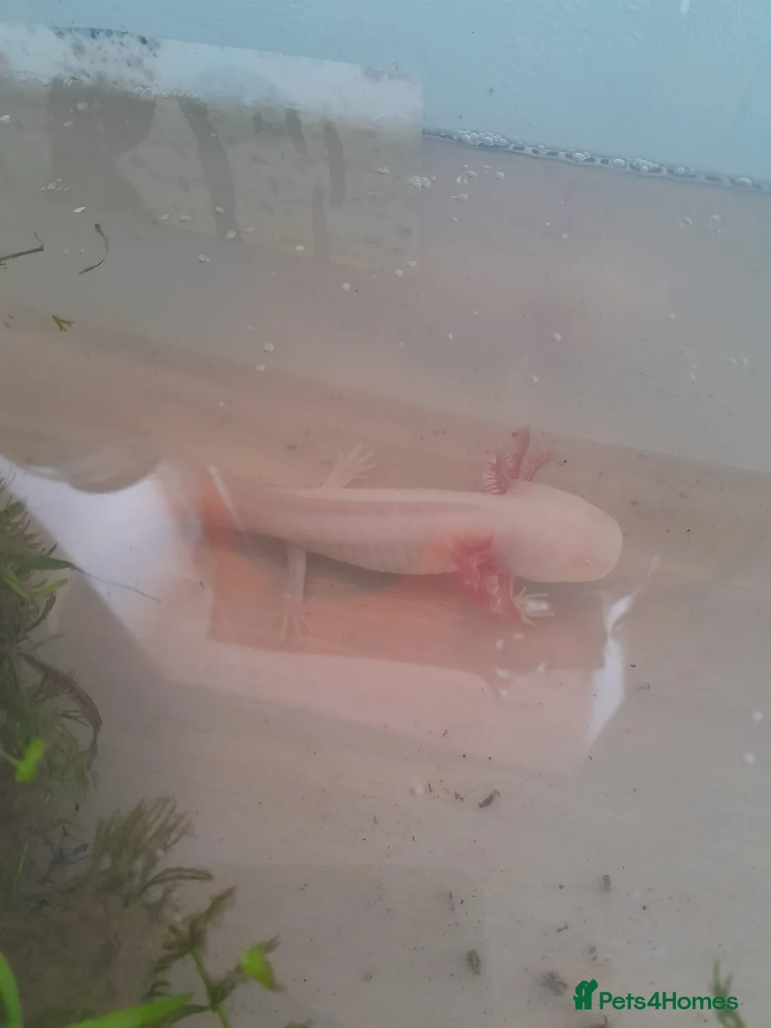 Axolotl reptiles for sale: Albino and Lucistic Axolotls Available  - Advert 2