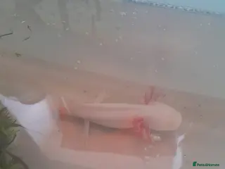 Axolotl reptiles Last Albino Available - Advert 7