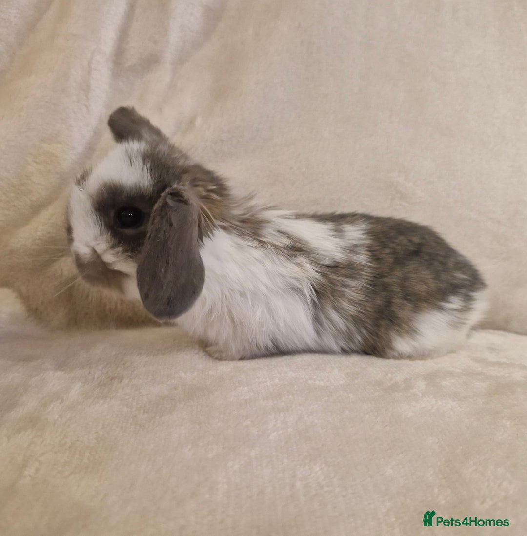 Mini Lop rabbits for sale: Mini lop babies - Advert 2