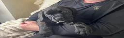 Cane Corso dogs for sale: Cane Corso Puppies Full pedigree  - Advert 9