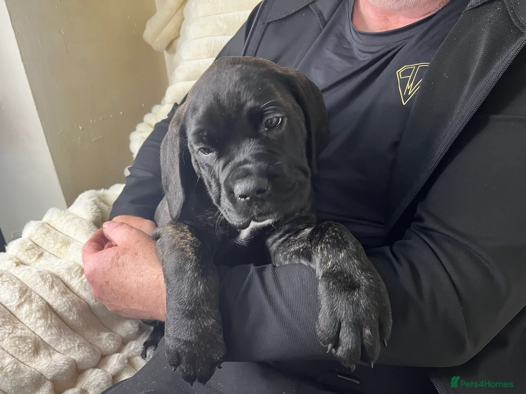 Cane Corso dogs for sale: Cane Corso Puppies Full pedigree  - Advert 9