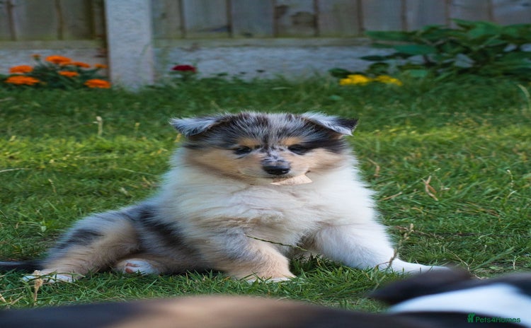 Rough Collie dogs - Advert 1