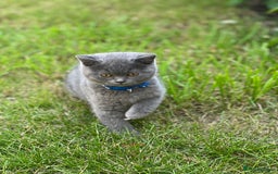 British Shorthair cats for sale: British shorthair  - Image 1