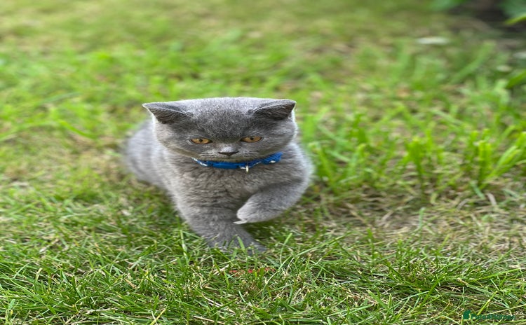 British Shorthair cats - Advert 16